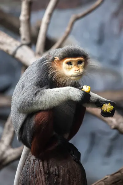Ağaçta Oturan Şirin Bir Maymunun Yakın Plan Fotoğrafı — Stok fotoğraf