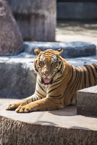 動物園の虎 — ストック写真