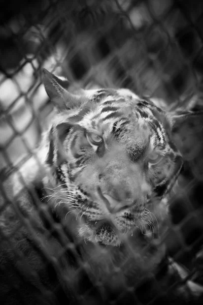 Tiger in cage, back and white color.