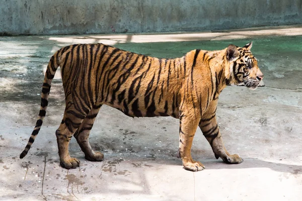 動物園の虎 — ストック写真