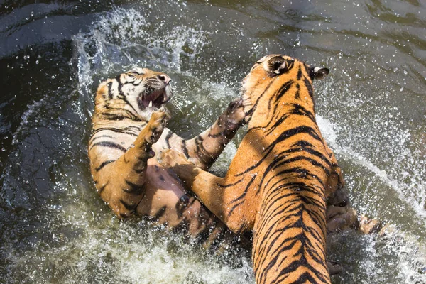 Two Tigers fighting.