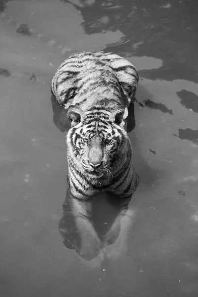 池、黒と白の色のトーンで泡を見てタイガー. — ストック写真