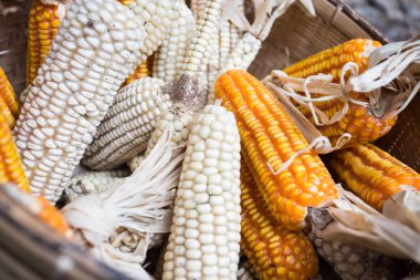 Kuru Mısır çiftliğinde, Mısır arka plan.