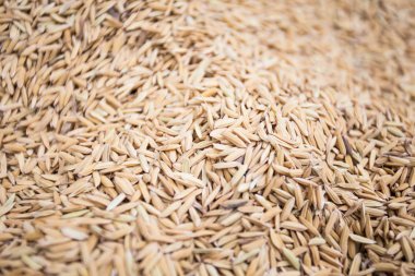 Buğday tanelerinin arkaplanını kapat