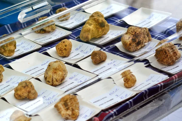 Group of different sizes of white truffles. — Stock Photo, Image