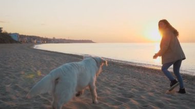 Labrador Retriever köpek kadınla