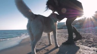 husky sahil üzerinde kadınla 
