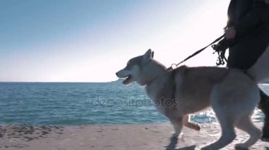 Husky ile çalışan kadın