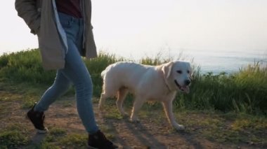 Labrador Retriever köpek kadınla 