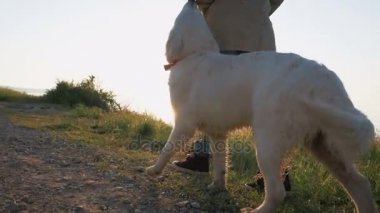 Labrador Retriever köpek kadınla 