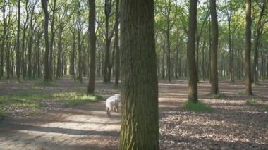 Labrador içinde yeşil Park kadınla