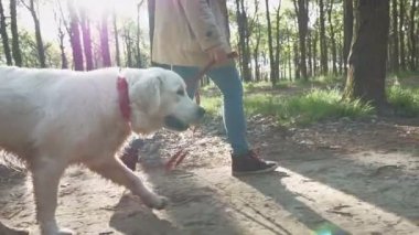 Labrador içinde yeşil Park kadınla
