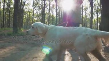 Labrador içinde yeşil Park kadınla