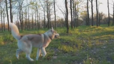 husky ormandaki kadınla