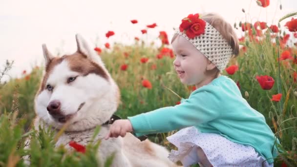 Chica y husky en campo de amapola — Vídeo de stock