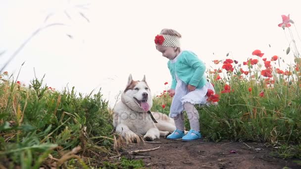 Chica y husky en campo de amapola — Vídeo de stock