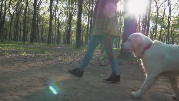 Kvinna med Labrador i grön Park — Stockvideo