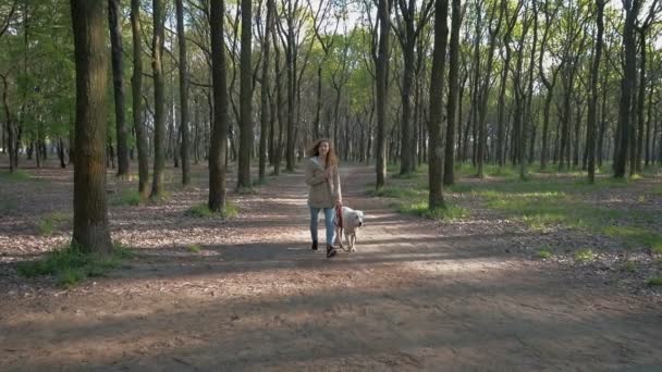 Γυναίκα με Λαμπραντόρ στο καταπράσινο πάρκο — Αρχείο Βίντεο