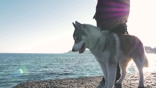 Kvinna med husky på seacoast — Stockvideo