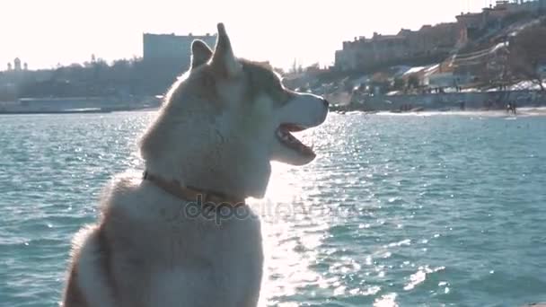 西伯利亚雪橇犬在海岸上 — 图库视频影像