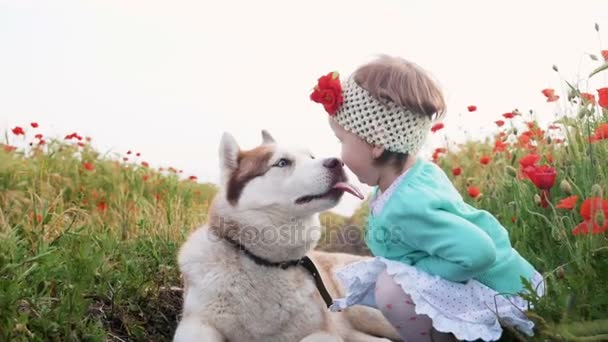 Girl and husky in poppy field — Stock Video