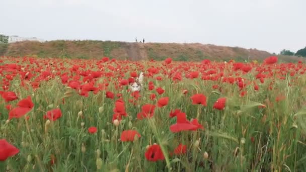 Husky-Hund im roten Mohnfeld — Stockvideo
