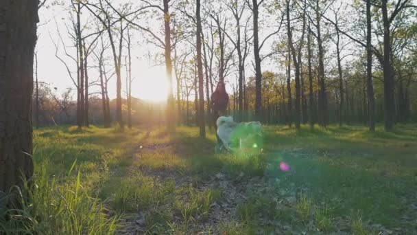 Mujer con husky en el bosque — Vídeos de Stock