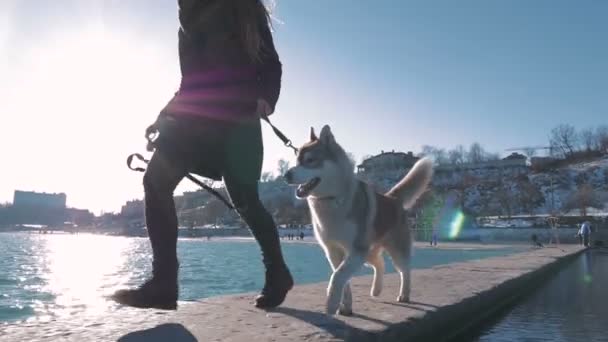 Donna in esecuzione con husky — Video Stock