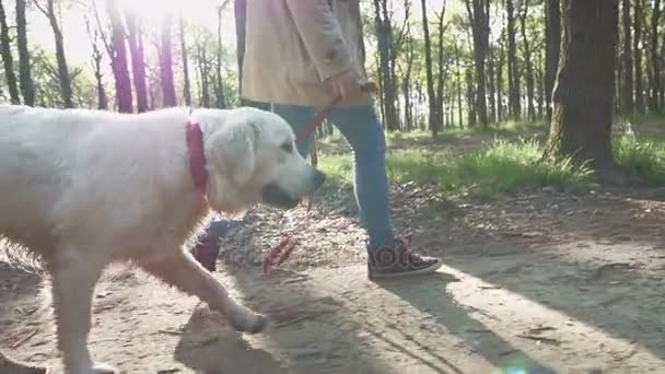 Mulher com Labrador No parque verde — Vídeo de Stock