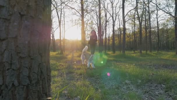 Mulher correr com husky na floresta — Vídeo de Stock