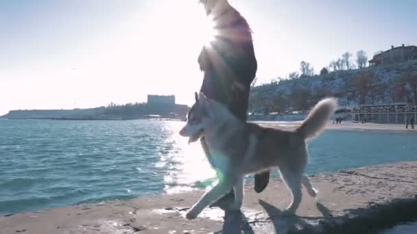 Frau läuft mit Husky — Stockvideo