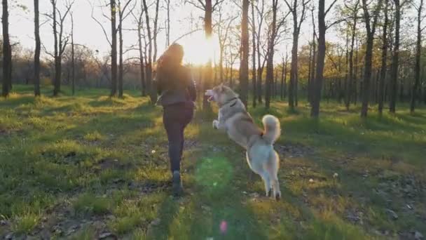 Mulher correr com husky na floresta — Vídeo de Stock