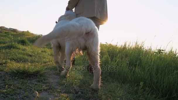 Mulher com cão labrador retriever — Vídeo de Stock