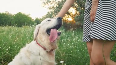 kadın okşayarak köpek parkı