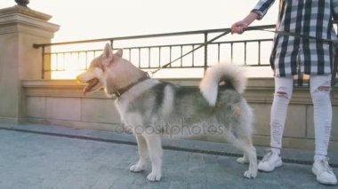 Husky olan kadın