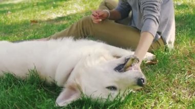 Kadın okşayarak köpek Parkı'nda