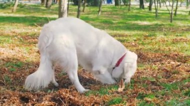 köpek yeşil park