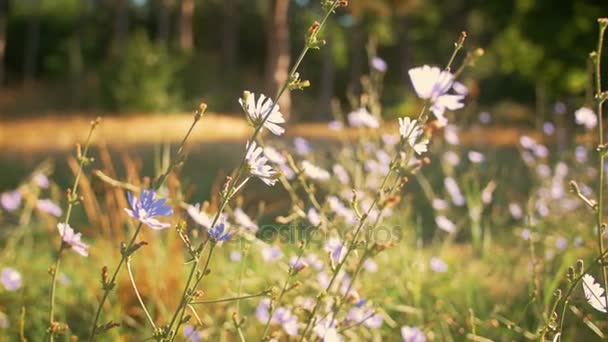 Bloemen op de zon in het park — Stockvideo