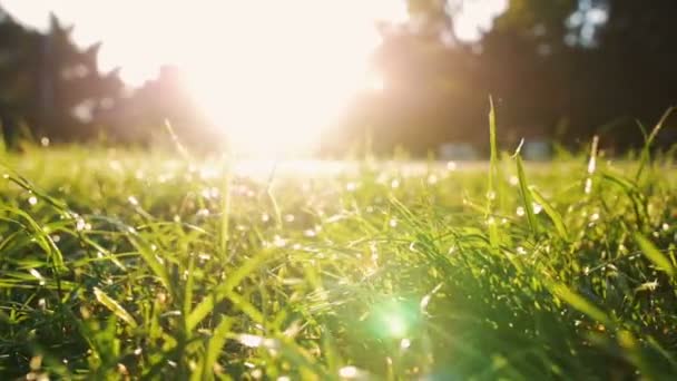 Groen gras op zon — Stockvideo