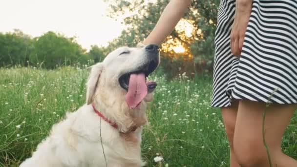 Mujer acariciando perro en parque — Vídeo de stock