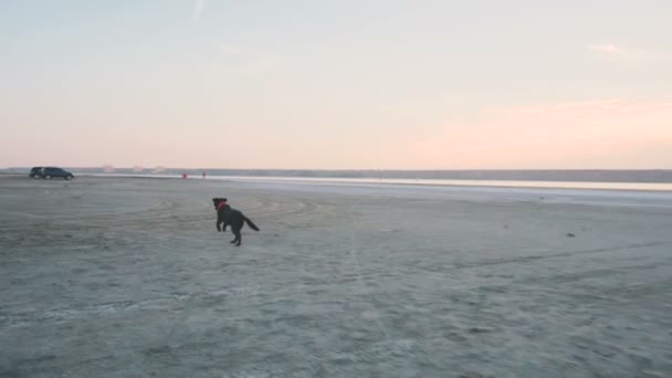 Женщина с собакой на берегу моря — стоковое видео