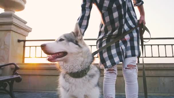 Jovem mulher com husky — Vídeo de Stock