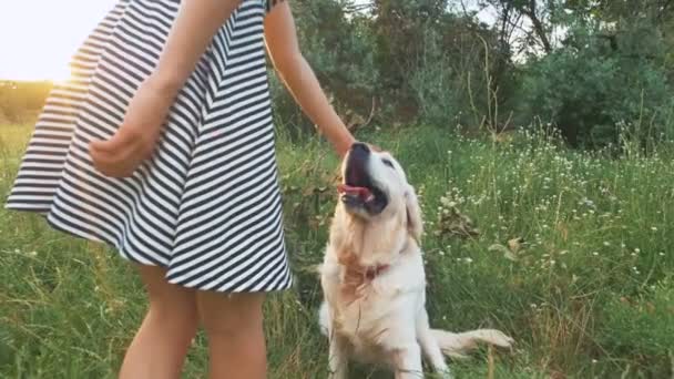 Femme caressant chien dans le parc — Video