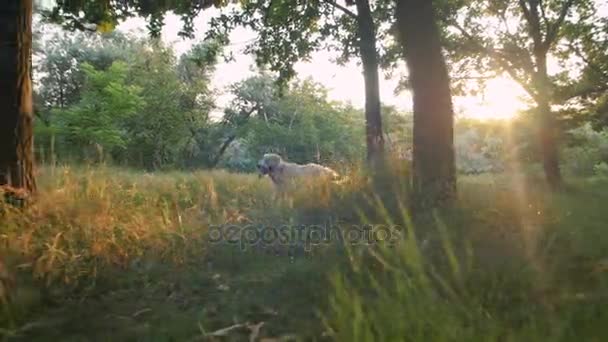 Kvinnan promenader med Labrador — Stockvideo