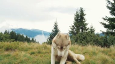 Husky köpek yeşil orman içinde