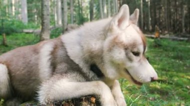 Husky ile küçük siyah köpek