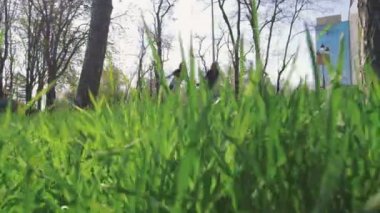 tahta park at binme kızlar 