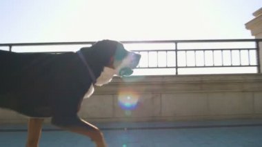 kadın siyah köpek ile oynamak