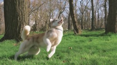 husky ormandaki kadınla