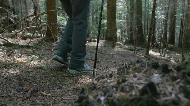 trekking femme en forêt 